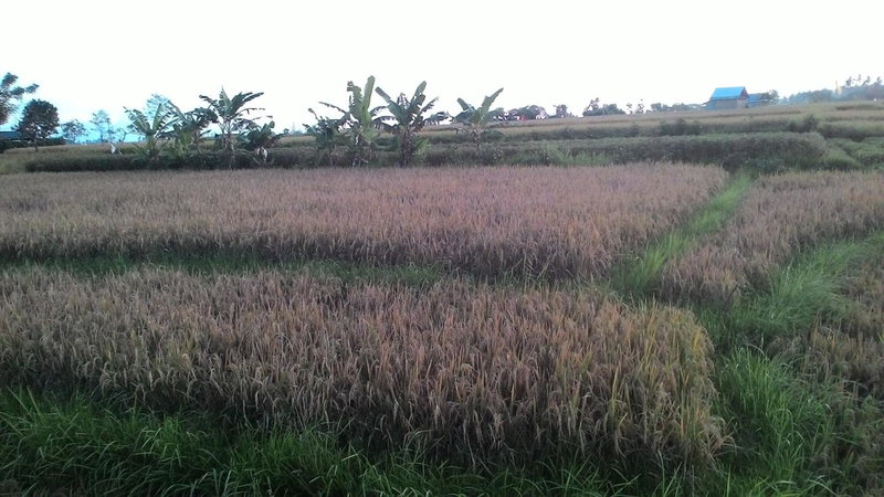 Griya Bun Sari, Sukawati, Indonesia