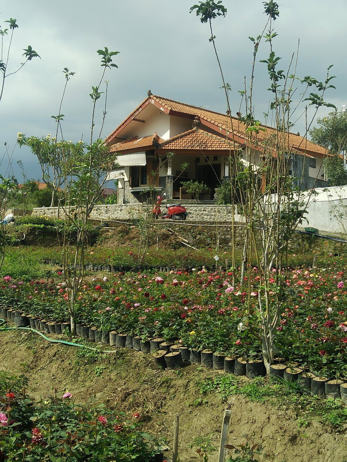 Shanty's House, Индонезия
