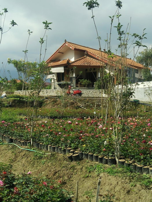 Shanty's House, Batu, Indonesia