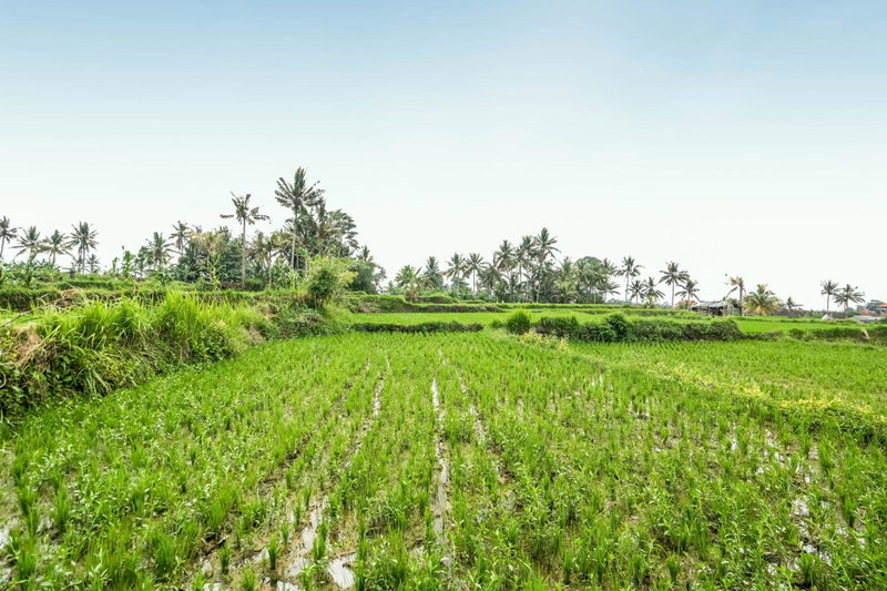 Yamuna Guest House, Ubud, Indonesia