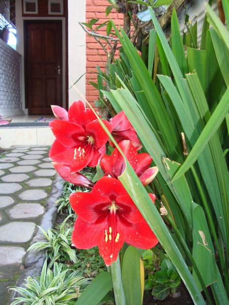 Taman Ayu Homestay Munduk Mitra RedDoorz, Munduk, Indonesia