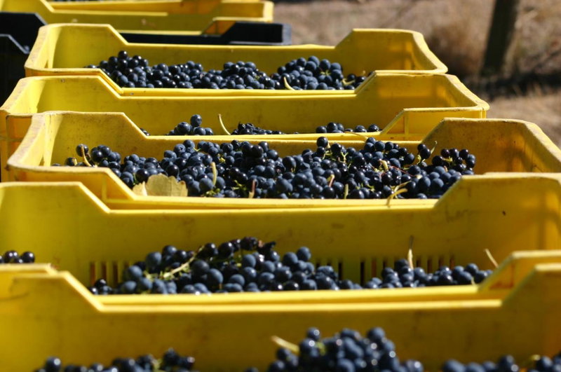 Fraaigelegen Farm - Home of ADHARA EVOO, Tulbagh, South Africa