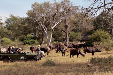Kings Camp, Timbavati Game Reserve, South Africa