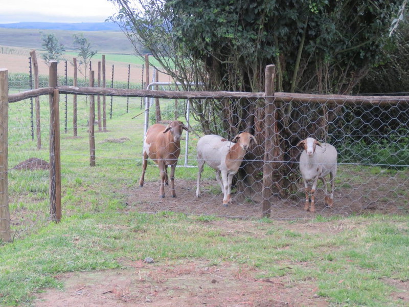 Dunroamin Bed and Breakfast, Mooirivier, South Africa