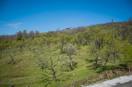 Pensiunea Drumul Voievozilor, Arefu, Romania