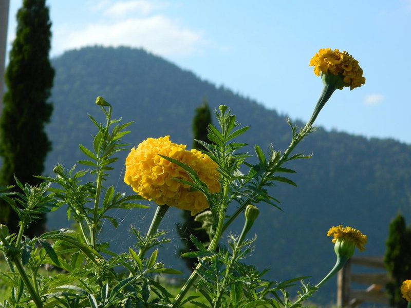 Nobillis - Carpathian Residence, Peştera, Romania