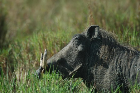 Mara Intrepids Tented Camp, Maasai Mara, Kenya