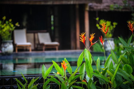 Azalea Village, Chiang Dao, Thailand