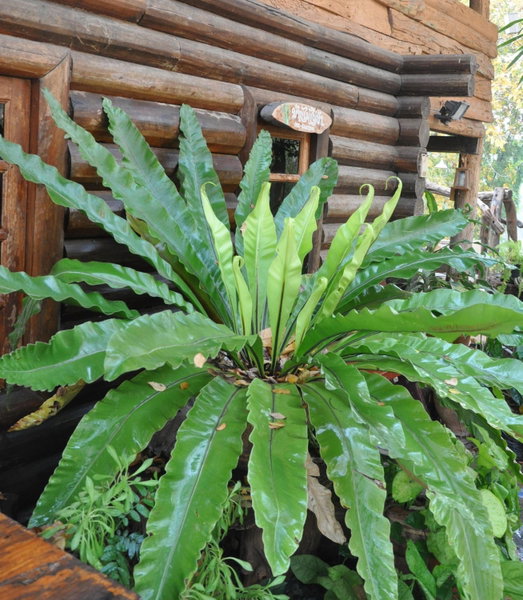 Baanmai Phaipa House, Sai Yok, Thailand