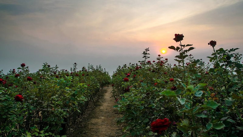 PhuMorkDao Resort, Mae Rim, Thailand