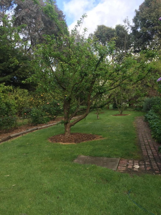 Sherwood Park bed and breakfast, Somerville, Australia