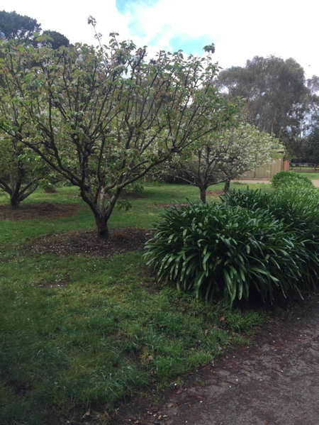 Sherwood Park bed and breakfast, Somerville, Australia