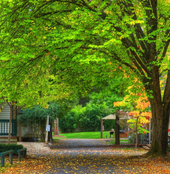 Bright Accommodation Park - G'day Park, Bright, Australia