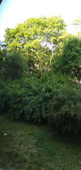 Zielony Apartament, Kielce, Targi, Centrum, Kielce, Poland