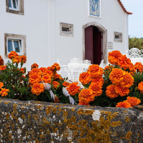 Quinta Pedra Firme, Sintra, Portugal