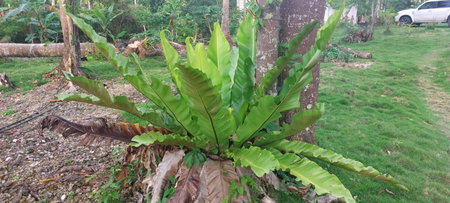 Andnindot garden resort, Anda, Philippines