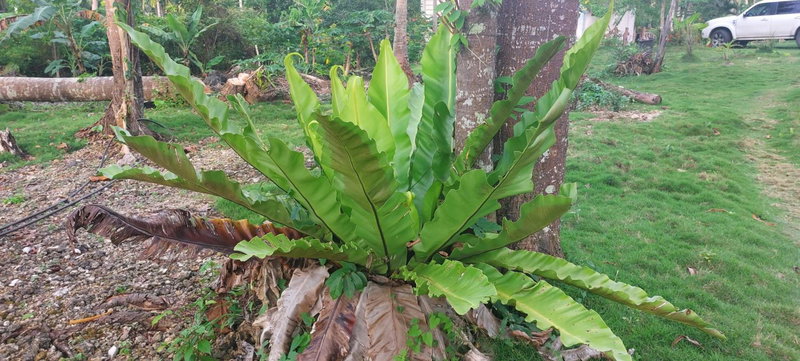 Andnindot garden resort, Anda, Philippines
