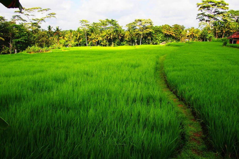 2 BR Villa with open view of rice paddies & sunset, Gianyar, Indonesia