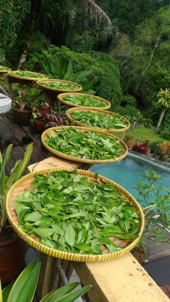 DWan Tea Mountain Side, Jatiluwih, Indonesia