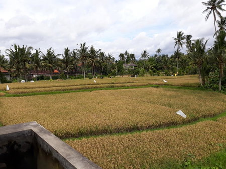 Umah Dangin Guest House, Ubud, Indonesia