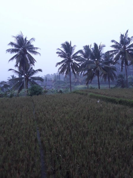 Umah Dangin Guest House, Ubud, Indonesia