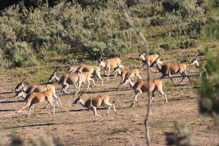 Wildehondekloof Game Lodge, Matjiesrivier, South Africa