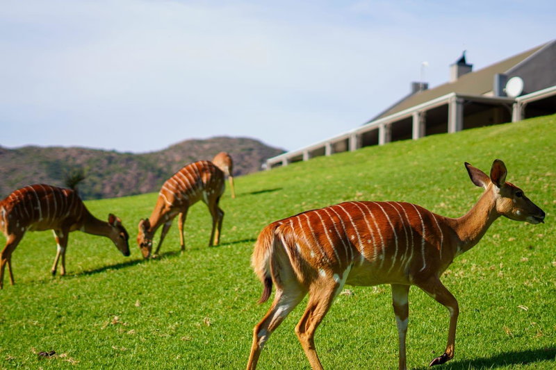 Wildehondekloof Game Lodge, Matjiesrivier, South Africa