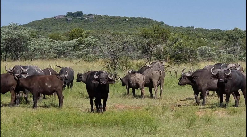 Bushwa Private Game Lodge, Vaalwater, South Africa