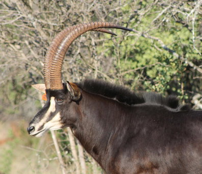 Hannah Game Lodge, Ohrigstad, South Africa
