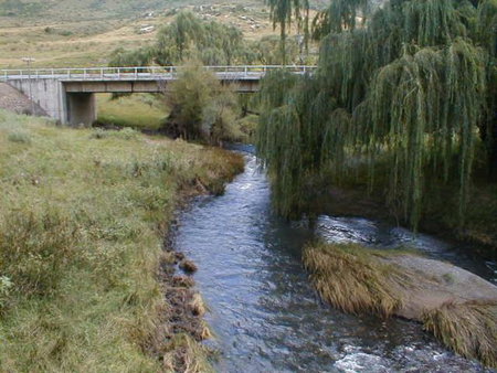 Royal Coachman, Clarens, South Africa