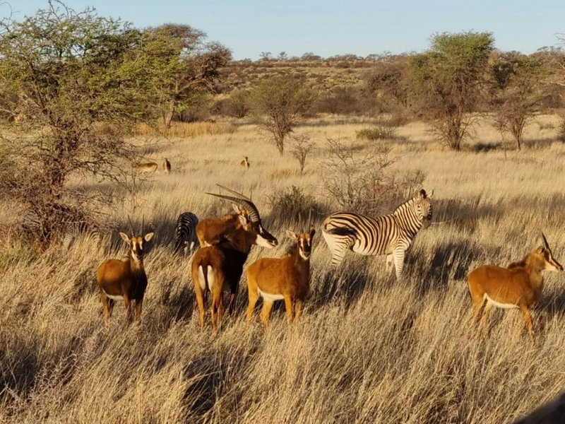 Gamagara Africa Private Nature Reserve, Kathu, South Africa