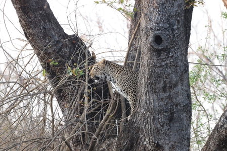 Karongwe- Shiduli Safari Lodge, Hoedspruit, South Africa