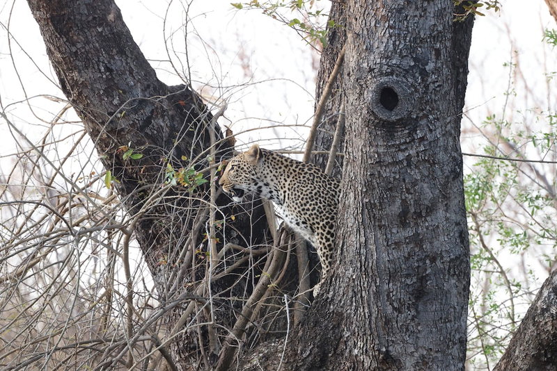 Karongwe- Shiduli Safari Lodge, Hoedspruit, South Africa