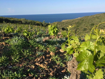 Le Clos Saint André, Banyuls-sur-Mer, France