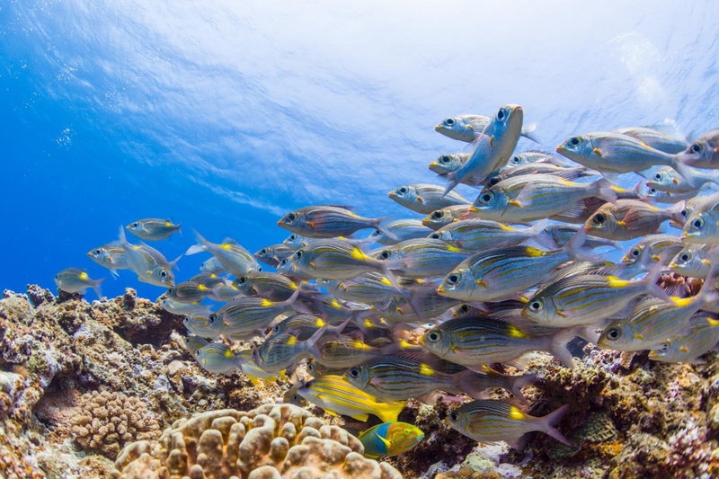 Ecot Shimozato 1, Miyako Island, Japan