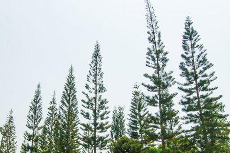 The Natural Garden - Khao Soi Dao -, Pong Nam Ron, Thailand