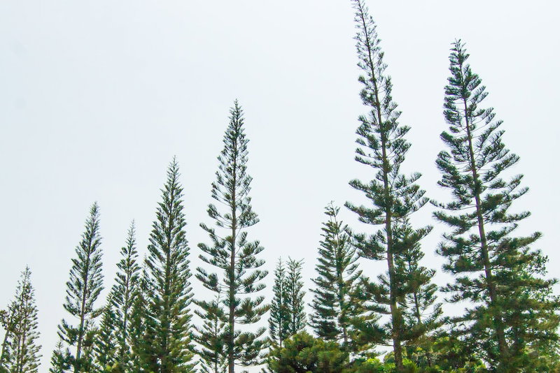 The Natural Garden - Khao Soi Dao -, Pong Nam Ron, Thailand