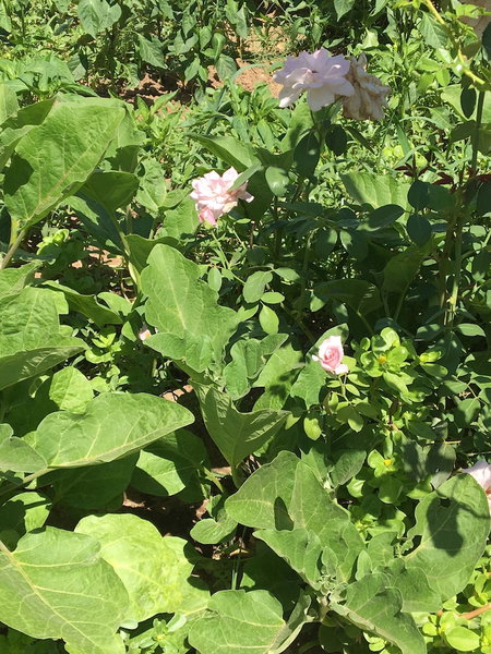 Zeytin Cicegi Pansiyon, Ezine, Turkey