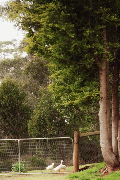Naivasha Cottage, Deloraine, Australia