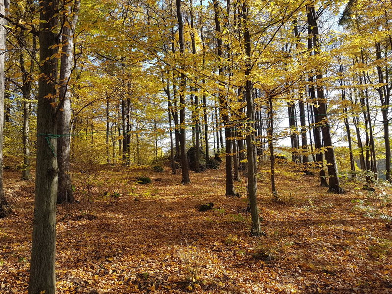 Sarna Karkonosze, Bukowiec, Poland