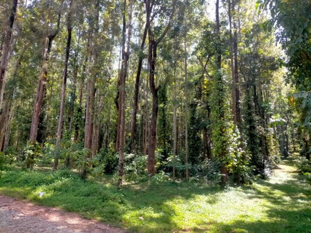 Coffeeberry Hills Chikamagalur, Chikmagalūr, India