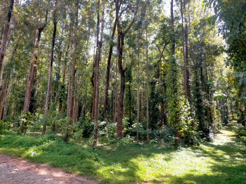 Coffeeberry Hills Chikamagalur, Chikmagalūr, India