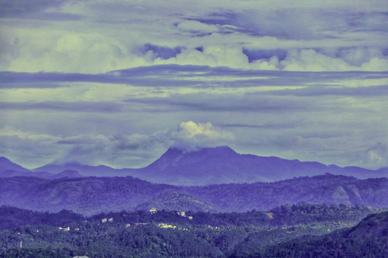 Wild Mist Homestay, Munnar, India