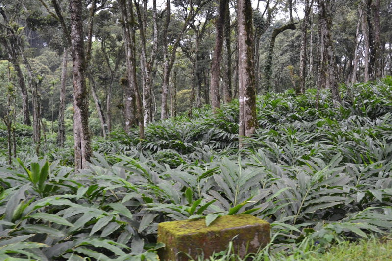Ferndale Homestay, Thekkady, India