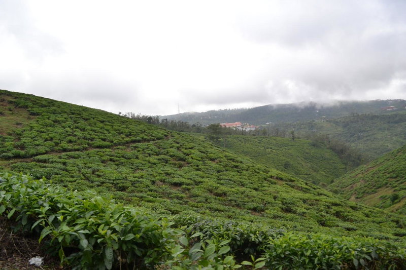 Ferndale Homestay, Thekkady, India