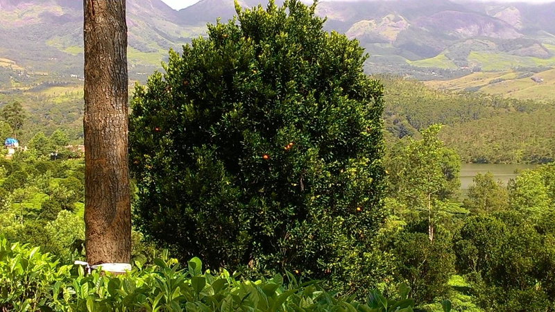 Ferndale Homestay, Thekkady, India