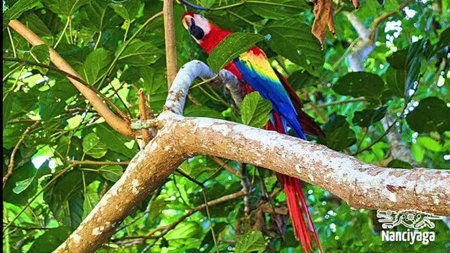Cabañas Ixaya, Catemaco, Mexico
