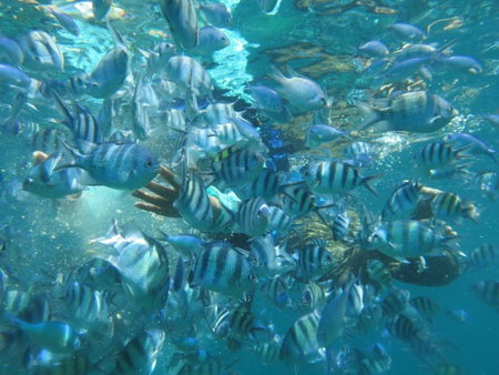 Kathy’s Place, Karimunjawa, Indonesia