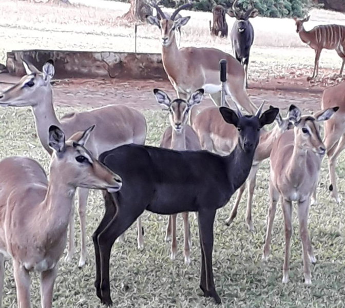 Tarentilos, Tzaneen, South Africa