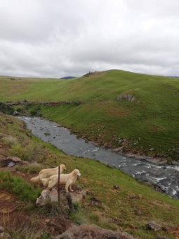 Sheeprun Farmstay, Maclear, South Africa